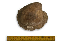 F 09645
<br/>
<br/>
<em></em>